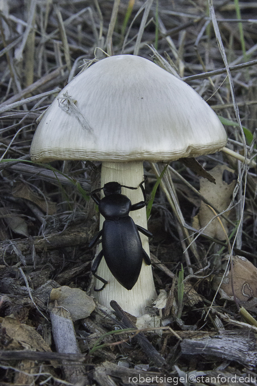beetle on mushroom